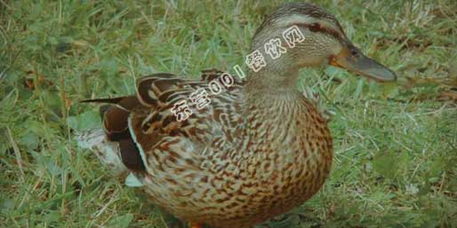 �|�I(y��ng)001��W(w��ng)