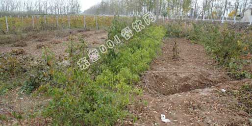 �|�I001��W(w��ng)