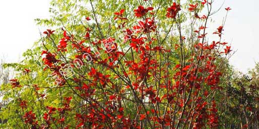 �|�I001��W(w��ng)