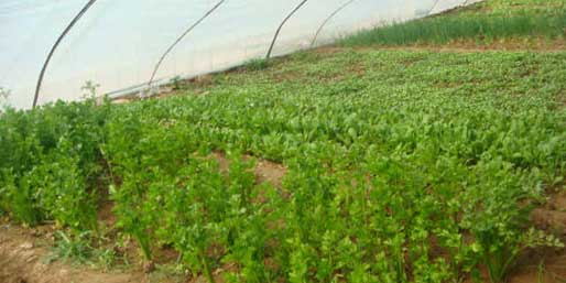 �|�I001��W(w��ng)