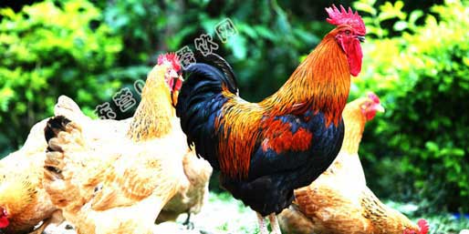 �|�I001��W(w��ng)